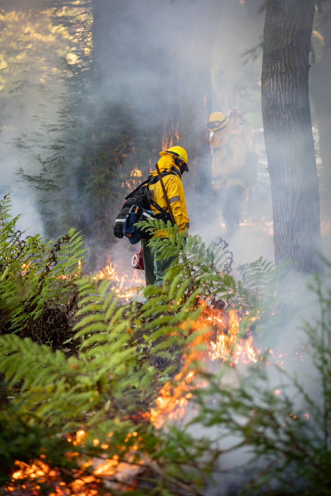 A firefighter in yellow gear and helmet walks through smoke as low flames burn ferns and understory beneath redwoods.